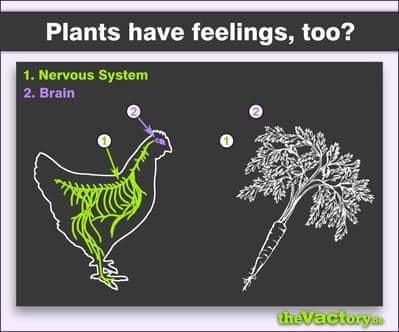Pflanzen fühlen nichts