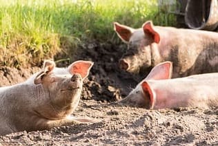 Glückliches Schwein als vegan Grund