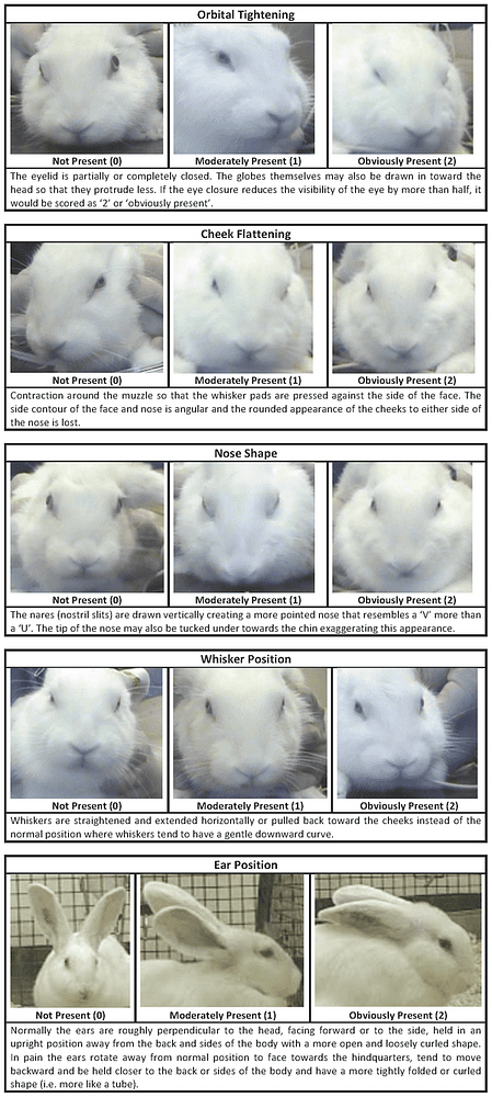 Kaninchen Gesicht